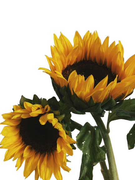 Author photo of Chaotic Sunflower